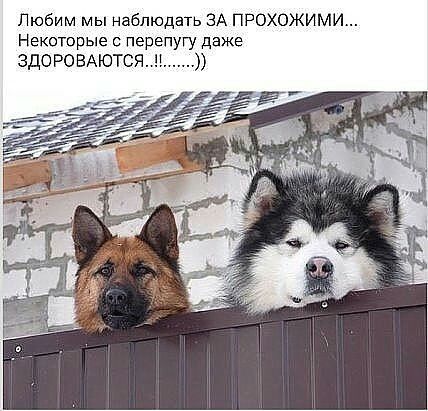 Любим мы наблюдать ЗА ПРОХОЖИМИ Некоторые с перепУГУ даже здо РОВАЮТСЯ