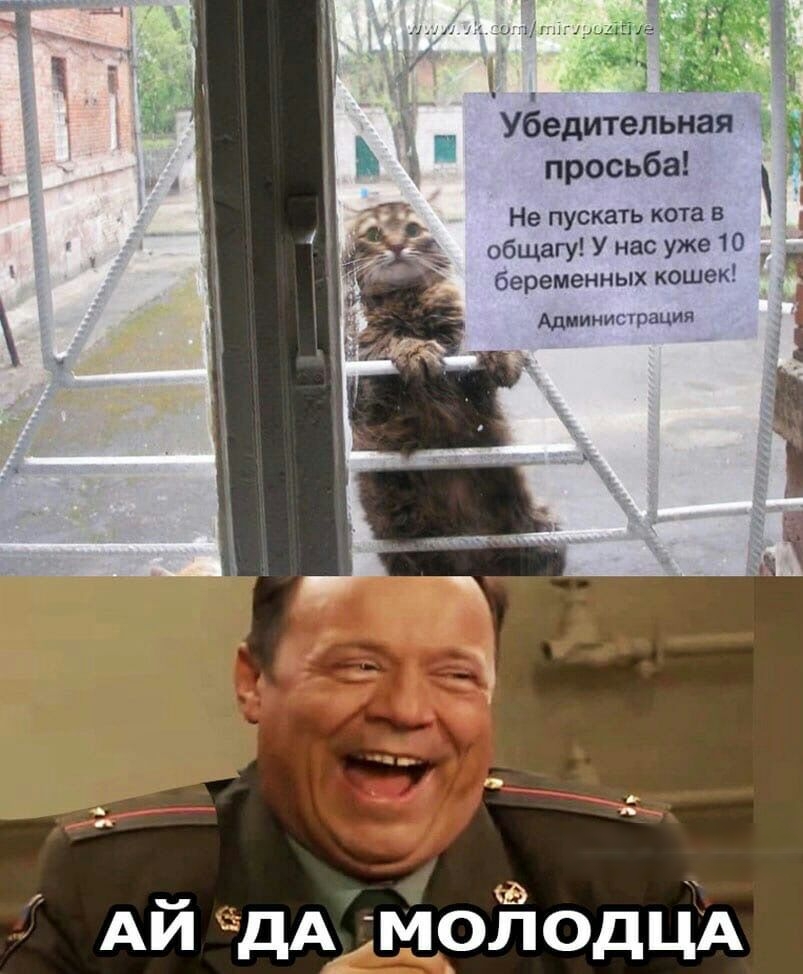 Убедительная ЁЁ просьба Не пускатъ котав общагу У нас уже 10 беременных кошек Адиинитрация