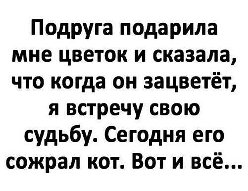 Подруга подарила мне цветок и сказала что когда он зацветёт я встречу свою судьбу Сегодня его сожрал кот Вот и всё