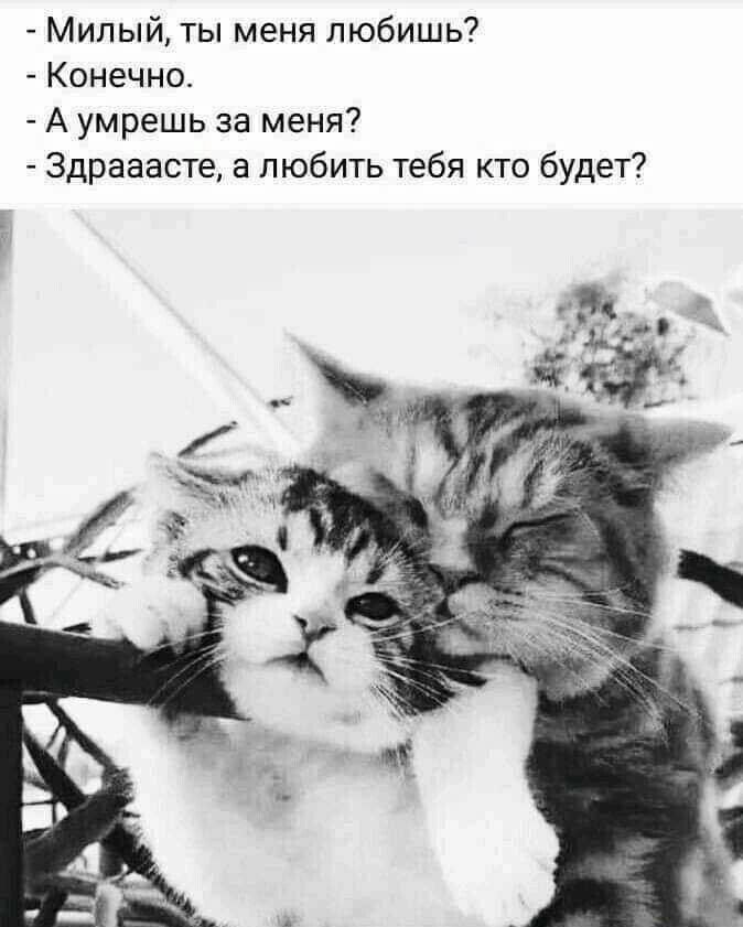 Милый ты меня любишь Конечно А умрешь за меня 3драаасте а любить тебя кто будет