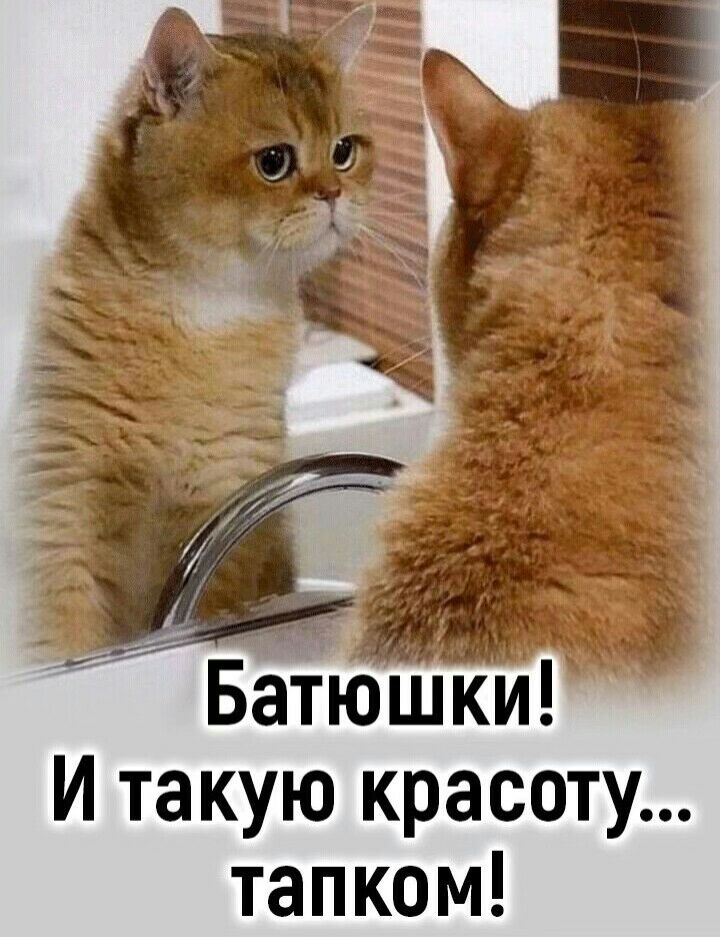 И такую красоту тапком