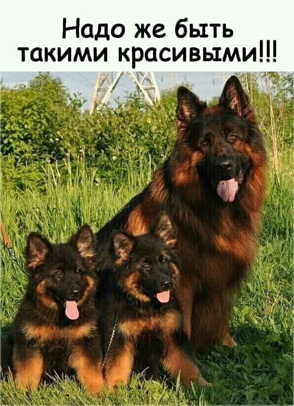 Надо же быть такими красивыми _ _ Ц