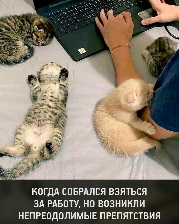 КОГДА СОБРАЛСЯ ВЗЯТЬСЯ ЗА РАБОТУ НО ВОЗНИКЛИ НЕПРЕОДОЛИМЫЕ ПРЕПЯТСТВИЯ