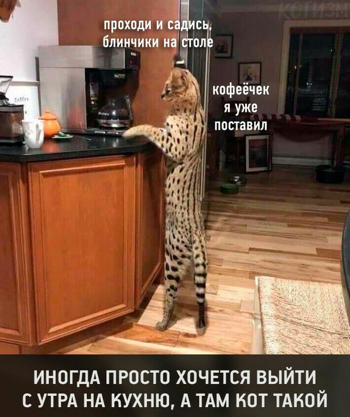 проходи НЧ блинчики на ол 14 кпфеёчек яуже поставил ИНОГДА ПРОСТО ХОЧЕТСЯ ВЫЙТИ С УТРА НА КУХНЮ А ТАМ КОТ ТАКОЙ