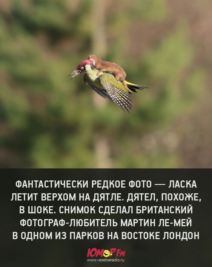 ФАНТАСТИЧЕСКИ РЕДКОЕ ФОТО ЛАСКА ЛЕТИТ ВЕРХОМ НА ДЯТЛЕ ДЯТЕЛ ПОХОЖЕ В ШОКЕ СНИМОК СДЕЛАЛ БРИТАНСКИЙ ФОТО ГРАФ ЛЮБИТЕЛЬ МАРТИН ЛЕ МЕЙ В ОДНОМ ИЗ ПАРКОВ НА ВОСТОКЕ ЛОНДОН