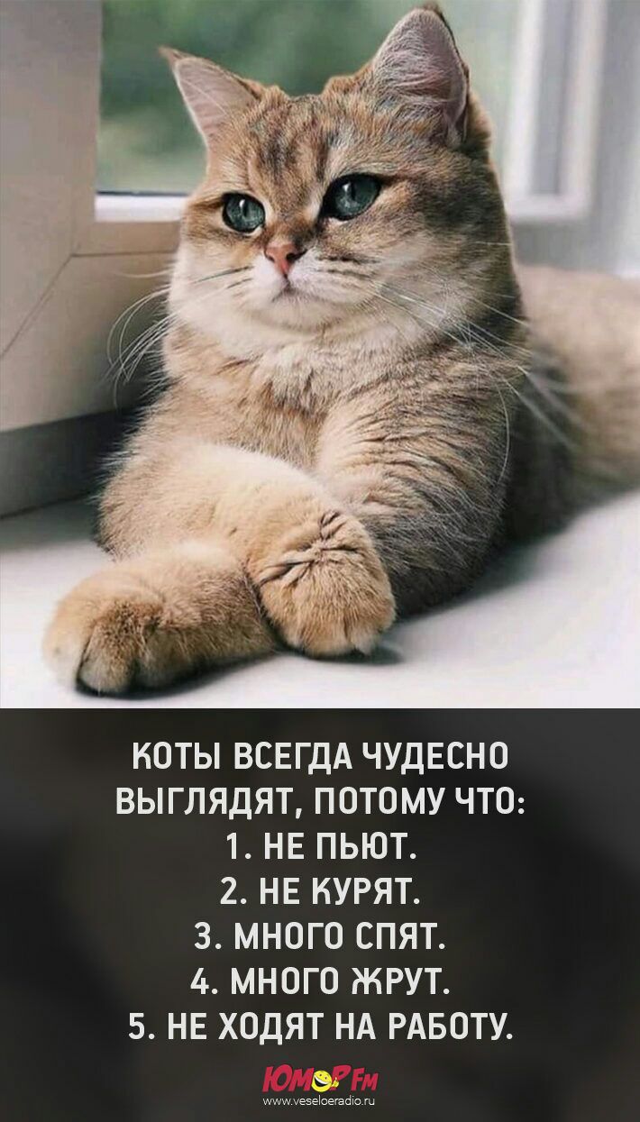 НОТЫ ВСЕГДА ЧУДЕСНО ВЫГЛЯДЯТ ПОТОМУ ЧТО 1 НЕ ПЬЮТ 2 НЕ КУРЯТ 3 МНОГО СПЯТ 4 МНОГО ЖРУТ 5 НЕ ХОДЯТ НА РАБОТУ шишуезеЬаадю ш