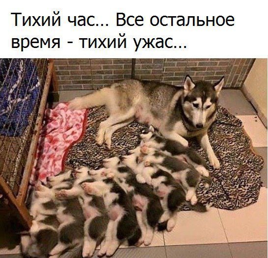 Тихий час Все остальное время тихий ужас