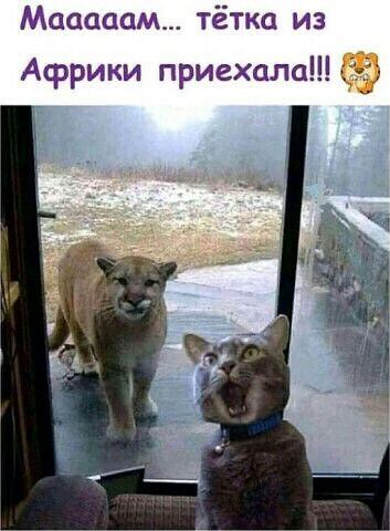 Масааам тётка из