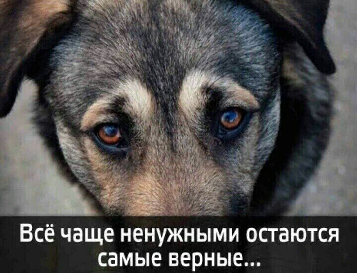 ВСЁ чаще НЕНУЖНЫМИ ОСТЗЮТСЯ СЗМЫЕ верные