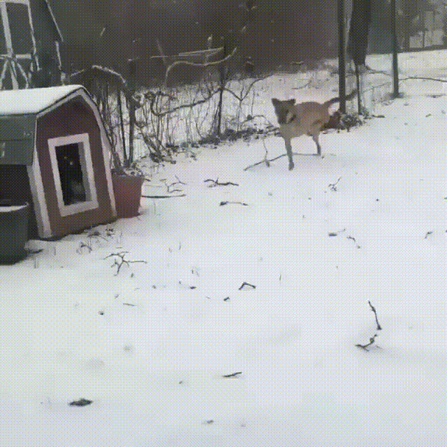 хх