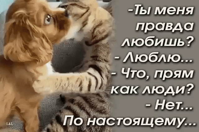 _ 71 Ты меня 1 Правда любишь 511 Люблю Что прям ч как люди Нет _іоіьіісцтоящему