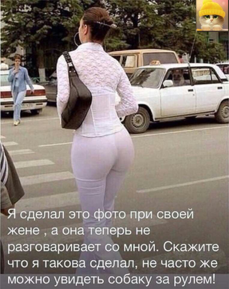 _ жене авн ц въ нё разговарив мной Скажите что я таковасделал не часто же можно увидеть собаку за рулем