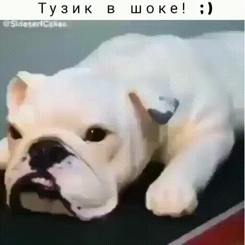 Тузик в шоке