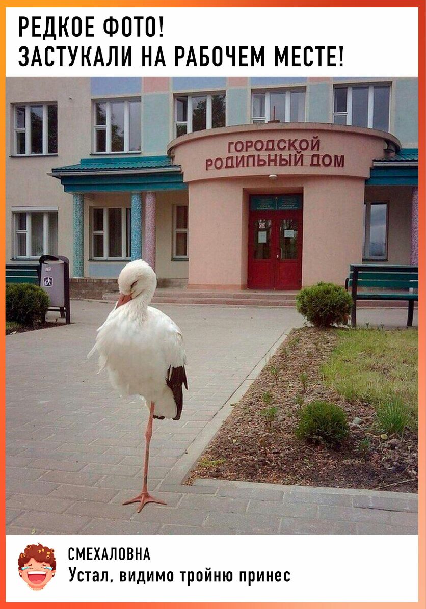 РЕДКПЕ ФОТО ЗАСТУКАЛИ НА РАБОЧЕМ МЕСТЕ _ СМЕХАЛОВНА Устал видимо тройню принес