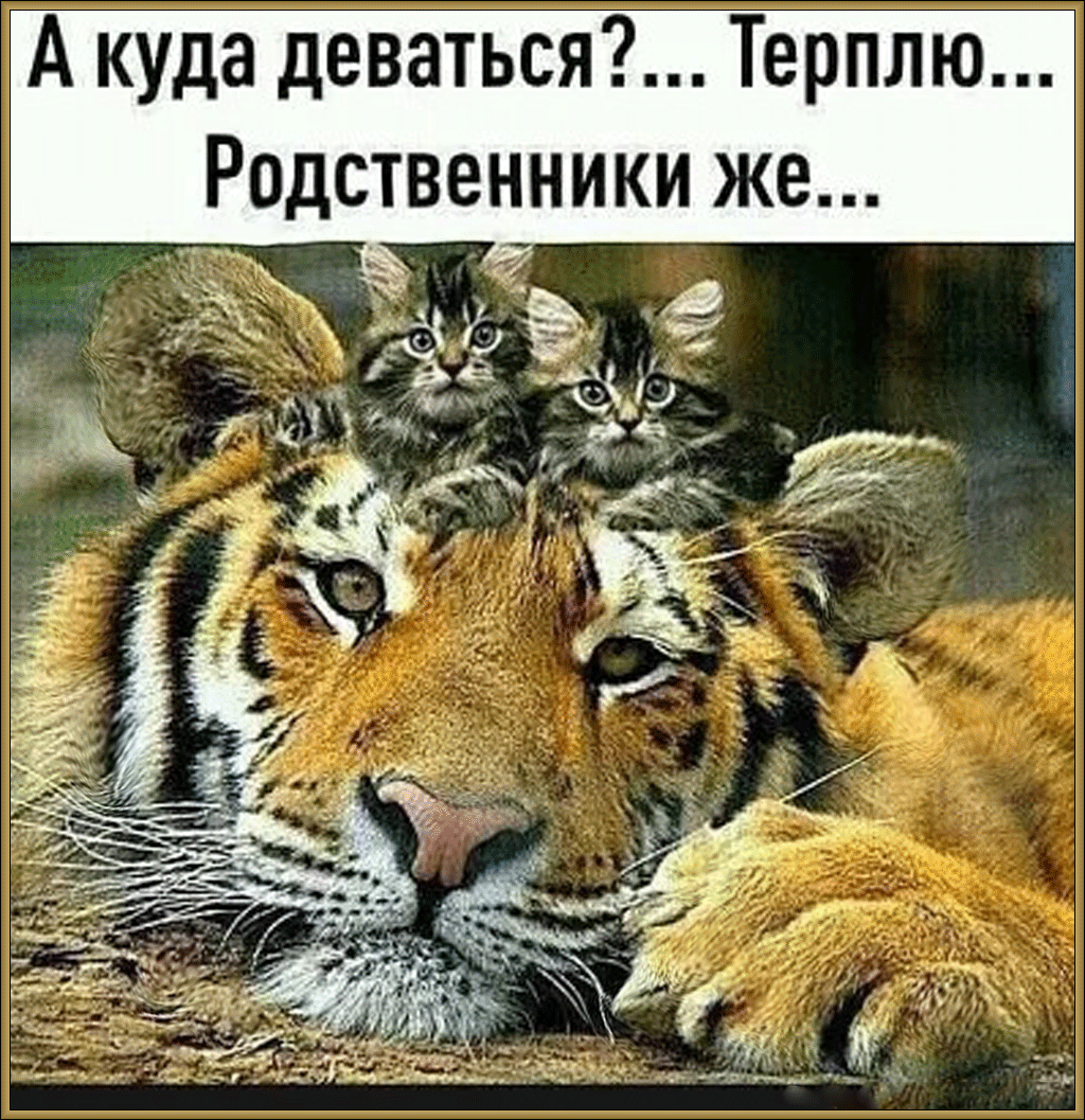 А куда деваться Терплю