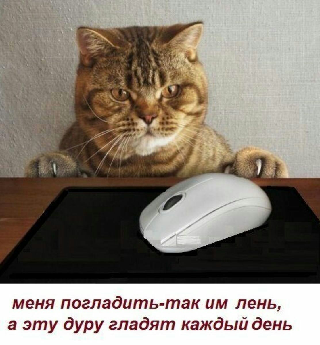 меня погладить так ши лень а эту дуру гладят каждый день