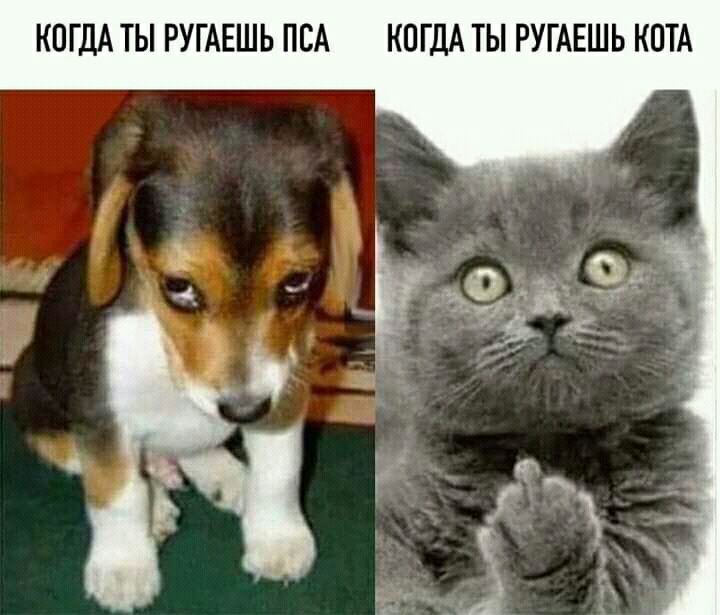КПГ ДА ТЫ РУГАЕШЬ ПСА КОГДА ТЫ РУГАЕШЬ КОТА