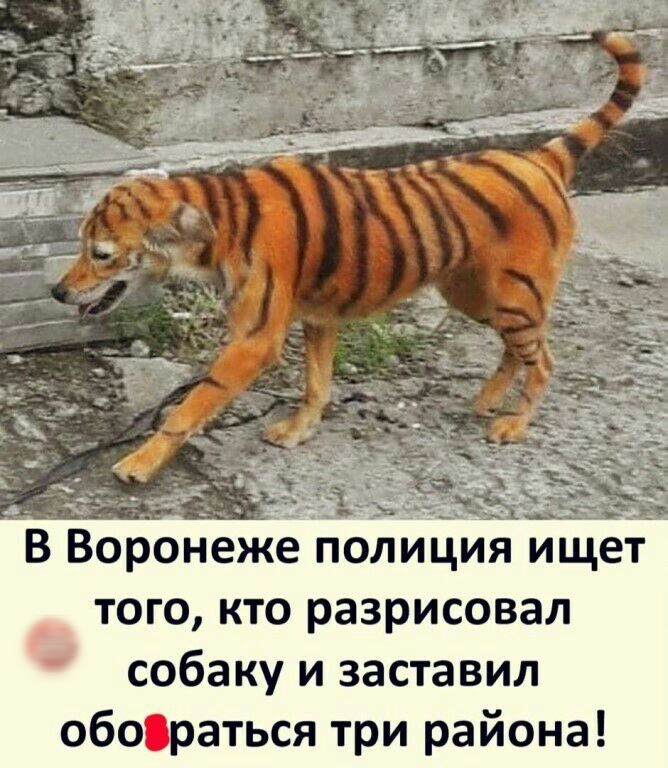 В Воронеже полиция ищет того кто разрисовал собаку и заставил обораться три района