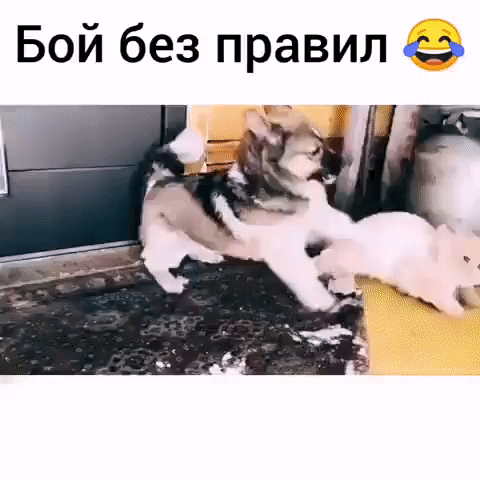 Бой без правил о