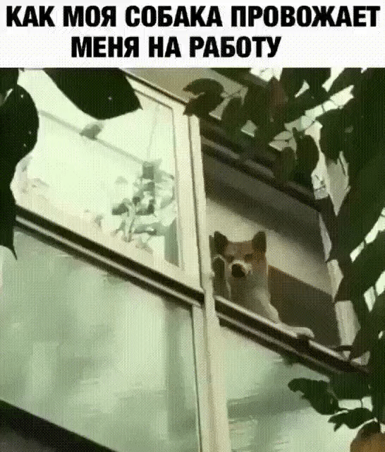 КАК М0Я соБАКА ПР0В0ЖАЕТ МЕНЯ НА РАБПТУ