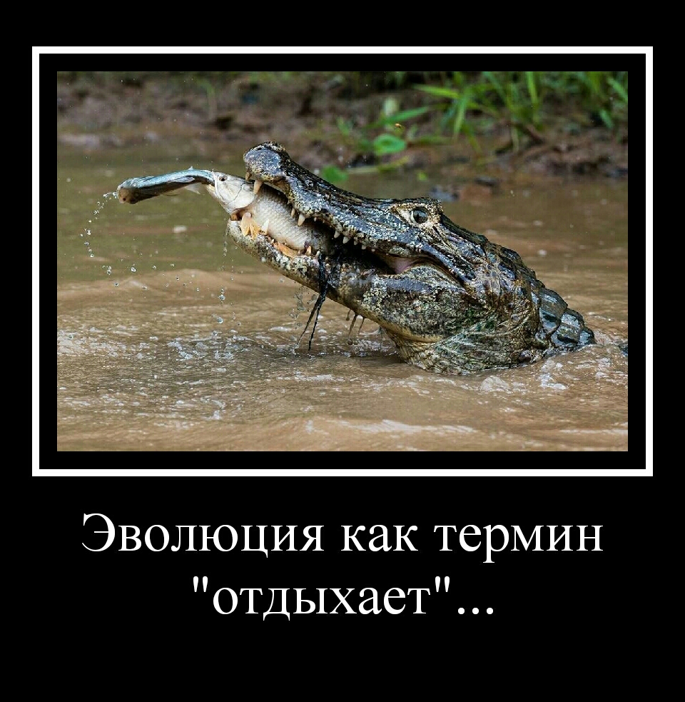 ЭВОЛЮЦИЯ как термин отдыхает