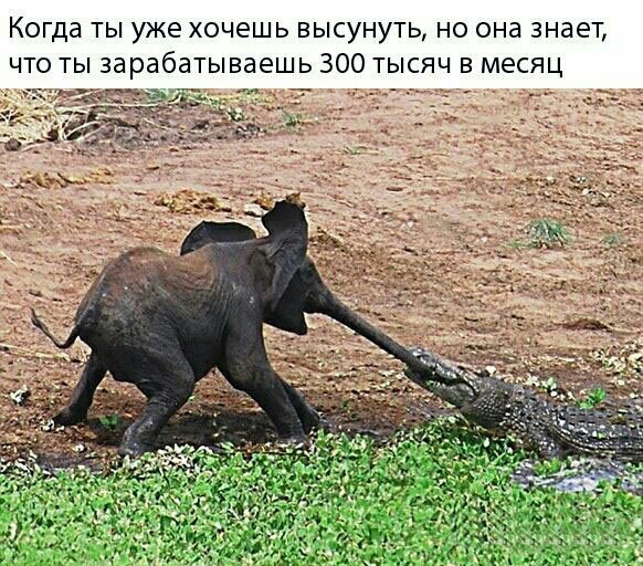 Когда ты уже хочешь высунуть но она знает что ты зарабатываешь 300 тысяч в месяц