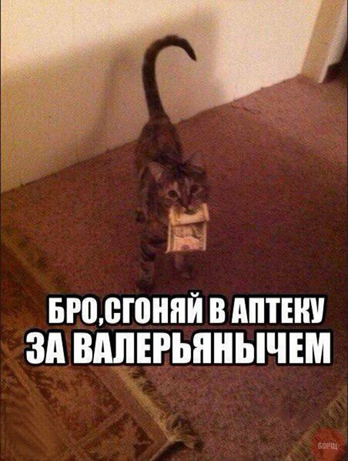 БР00ЮШЙ В АПТЕШ ЗА ВАЛЕРЬЯНЫЧЕМ