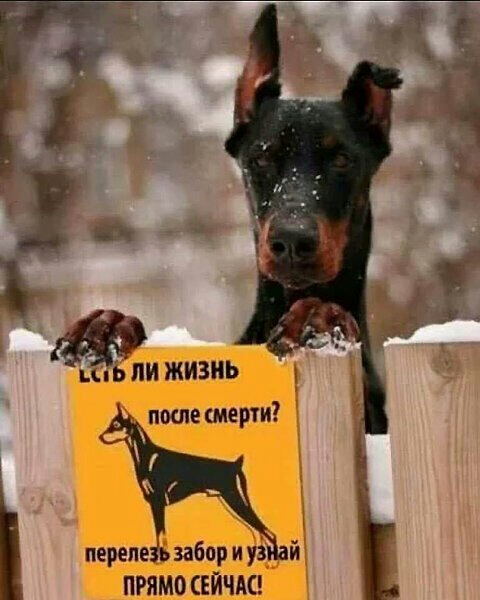 в ли жизнь поте смерти перепе забор и 73 ПРЯМО СЕЙЧАС