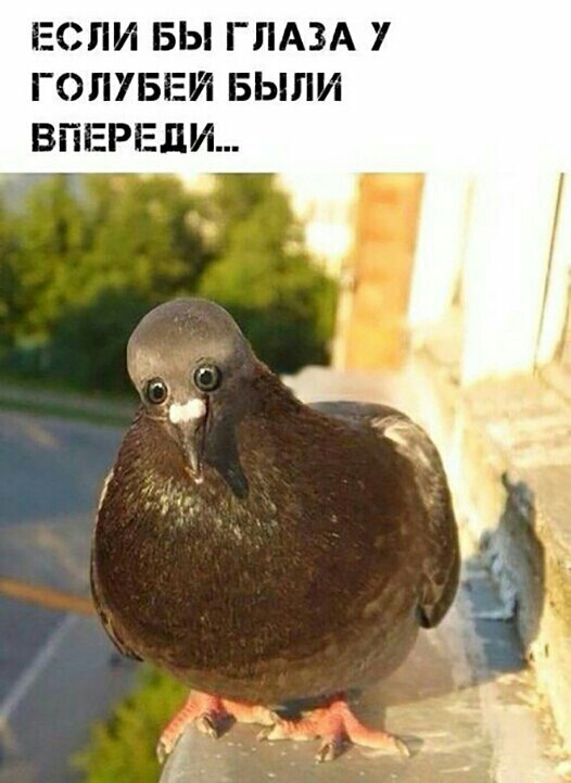 ЕСЛИ БЫ ГЛАЗА 7 ГОЛУБЕИ БЫЛИ ВПЕРЕДИ
