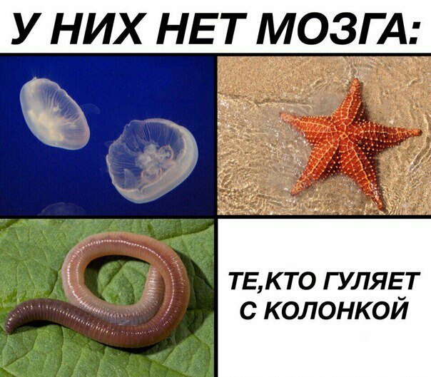 у них НЕТ мозгА ТЕ К ТО ГУЛЯЕ Т с колонкой