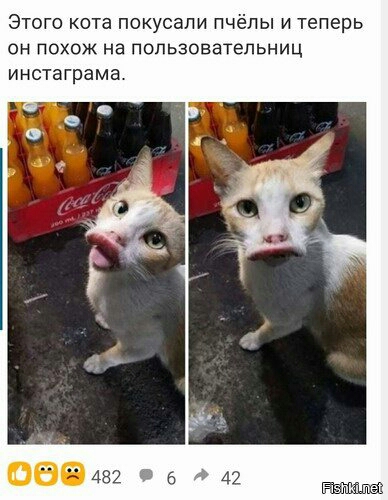 Этого кота покусали пчёлы и теперь он похож на попьзоватепьниц инстаграма