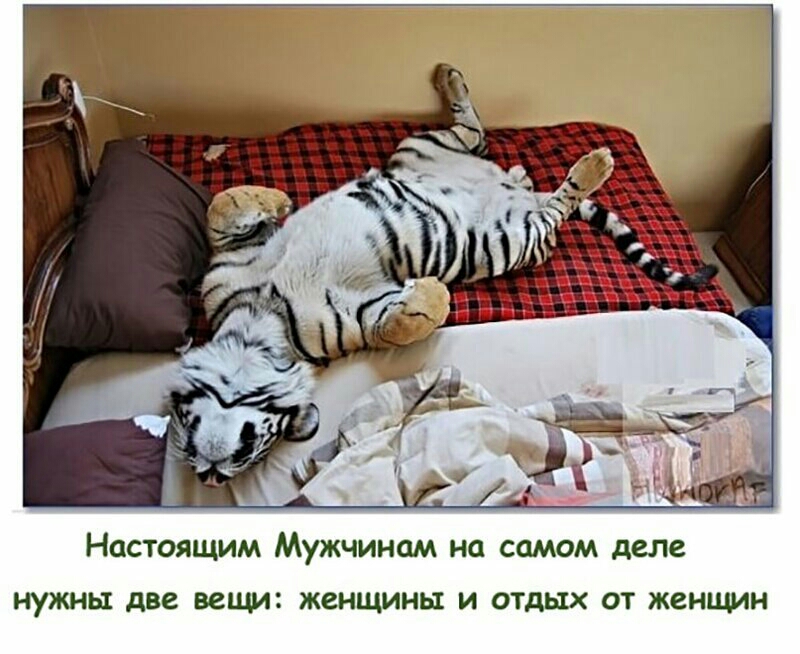 Настоящим Мужчинам на самом деле НУЖНЫ две ВСП ЦИ женщины И ОТДЫХ ОТ женщин