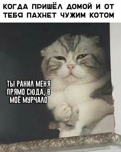когАА пришёд домой и от тава пдхнвт чужим котом пряма сюды миг мнгчмп