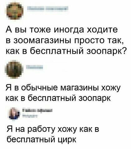 А вы тоже иногда ходите в зоомагазины просто так как в бесплатный зоопарк Я в обычные магазины хожу как в бесплатный зоопарк ины Я на работу хожу как в бесплатный цирк