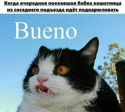 кеша оперным пэцнвшая вдв ипшпиица пв