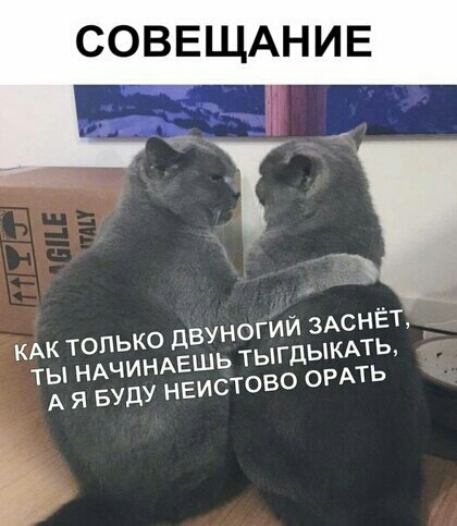СОВЕЩАНИЕ КАК только двуногий ЗАСНЁТ ты НАЧИНАЕШЬ тыгдыкмь А я вуду неистово ормь