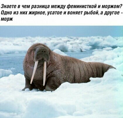 Знаете в чем разница между феминисткой и моржом Одно из них жирное усатое и воняет рыбой а другое морж