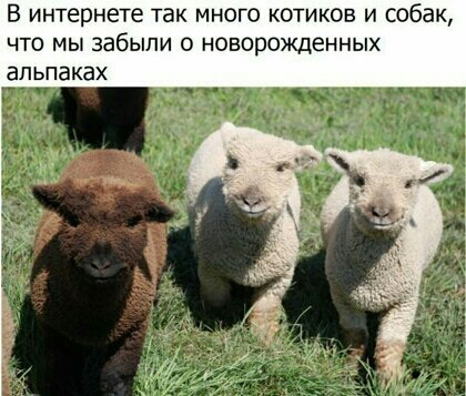В интернете так много котиков и собак что мы забыли о новорожденных альпаках