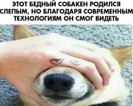 ЭТОТ БЕДНЫЙ СОБАКЕН РОДИПСЯ СПЕПЫМ НО БЛАГОДАРЯ СОВРЕМЕННЫМ ТЕХНОПОГИЯМ ОН СМОГ ВИДЕТЬ
