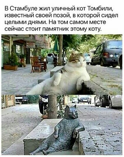 В Стамбуле жил уличный кот Томбипи известный своей позой в которой сидел целыми ДНЯМИ На ТОМ самом МЕСТЕ сейчас стоит памятник этому коту т