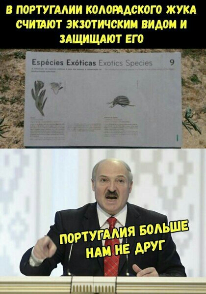в погтугмии кодоидского жукд считдют экзотичскии видом и ищищдют его