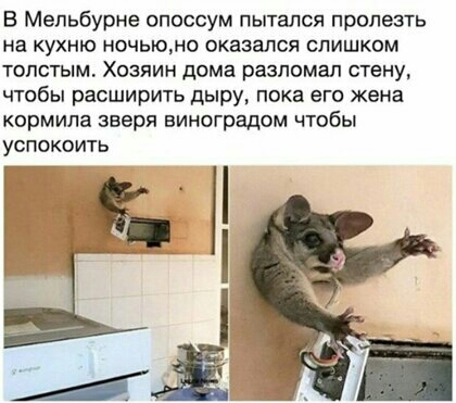 В Мельбурне опоссум пытался пролезть на кухню ночьюмо оказался слишком толстым Хозяин дома разломал стену чтобы расширить дыру пока его жена кормила зверя виноградом чтобы успокоить