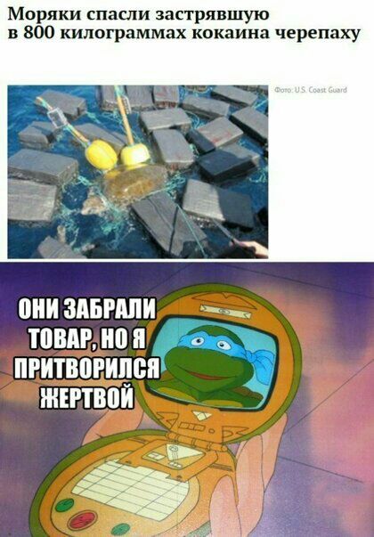 Моряки спасли застрявшую в 800 килограммах кокаина черепаху ШШ ЗАБЫЛИ ШВМ ПРИТВПРИПВП ШЕРТВПЙ 9