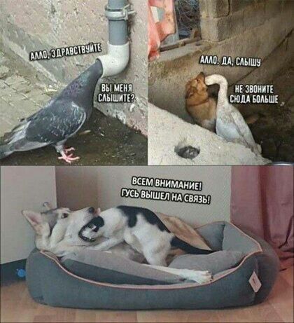 нЕ шин тм ШМШЕ всім внимдиид гусь выши ид связь
