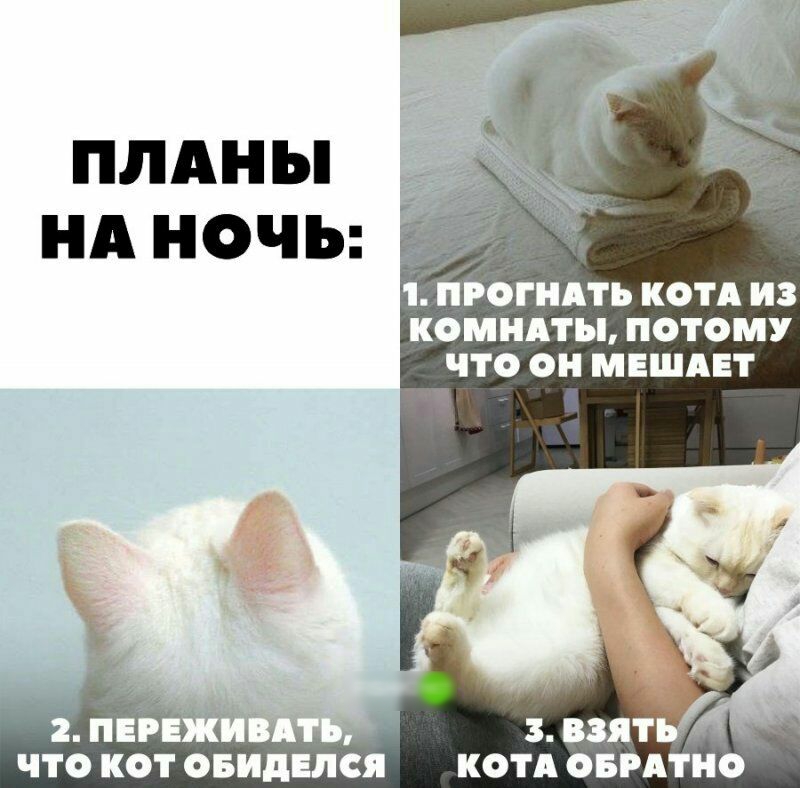 ПЛАНЫ НА НОЧЬ 1 ПРОГНАТЪ КОТА ИЗ КОМНАТЫ ПОТОМУ ЧТО ОН МЕШАЕТ взять ЧТО КОТ ОБИДЕЛСЯ КОТА ОБРАТНО