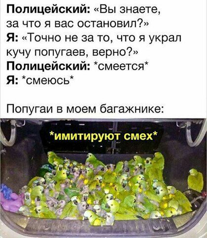 Полицейский Вы знаете за что я вас остановил Я Точно не за то что я украл кучу попугаев верно Полицейский смеется я смеюсь Попугаи в моем багажнике 1 _ имитируют смех