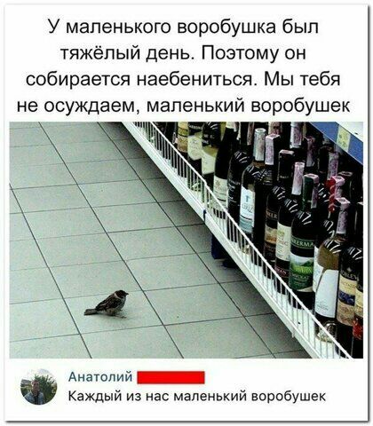 У маленького воробушка был тяжёлый день Поэтому он собирается наебениться Мы тебя не осуждаем маленький воробушек Анатдий _ Каждый из нас маленький воробушек
