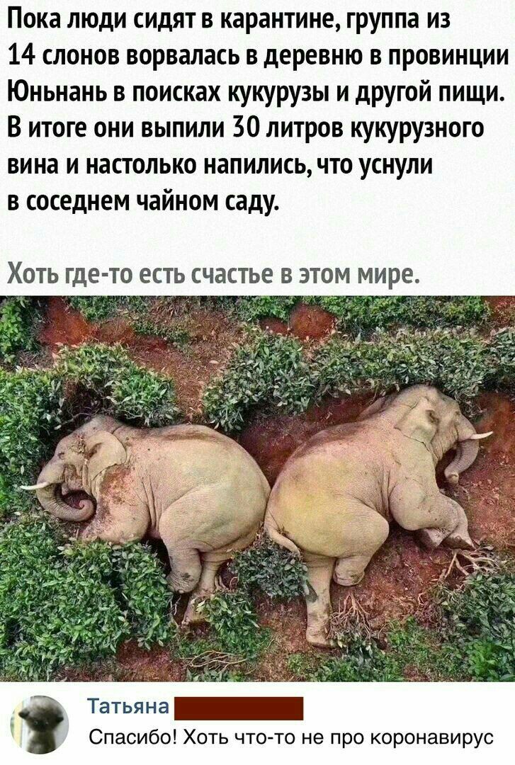 Пока люди сидят в карантине группа из 14 слонов ворвалась в деревню в провинции Юньнань в поисках кукурузы и дРУгой пищи В итоге они выпили 30 литров кукурузного вина и настолько напились что уснули в соседнем чайном саду ХОТЬ где то ЕСТЬ СЧЭСТЬЕ В ЭТОМ мире Спасибо Хоть чтото не про коронавирус