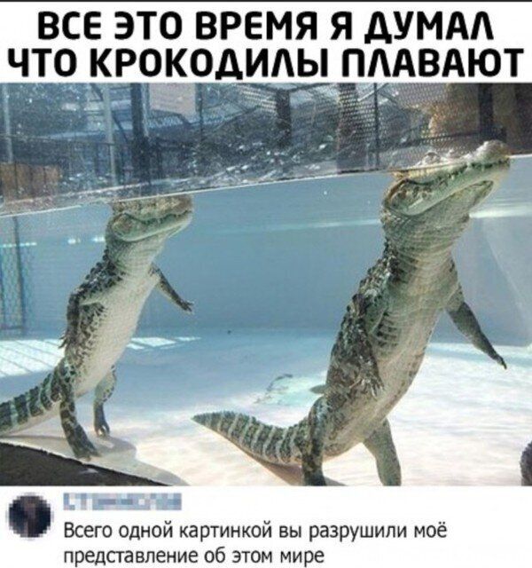 все это время я думм что крокодиьпдвдют Всего одной картинкой вы разрушили моё представление об этом мире