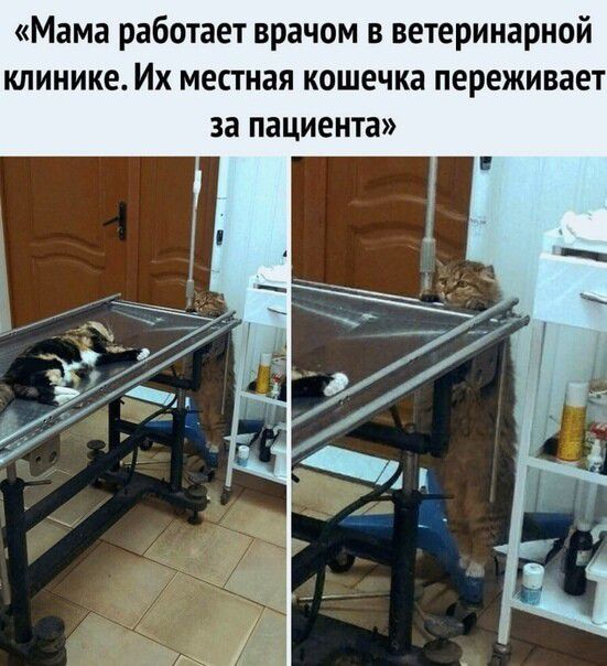 Мама работает врачом в ветеринарной клинике Их местная кошечка переживает за пациента